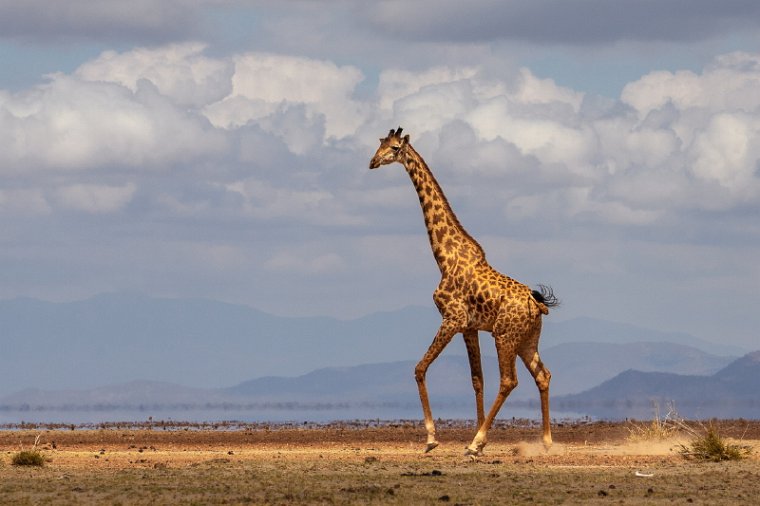 104 Amboseli Nationaal Park.jpg